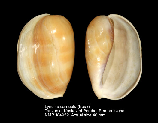 Lyncina carneola (freak).jpg - Lyncina carneola (Linnaeus,1758)
